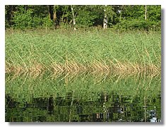 IMG_3340.jpg