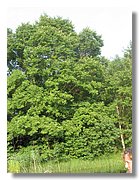 IMG_3356.jpg